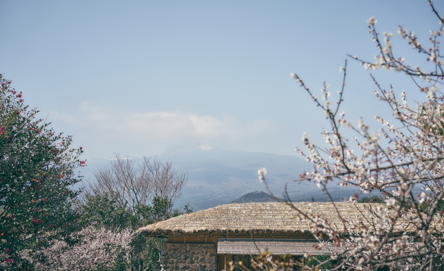 수정03_10 휴애리 편집 166.jpg 58f9697c1a12984902aa9fa189373467.jpg