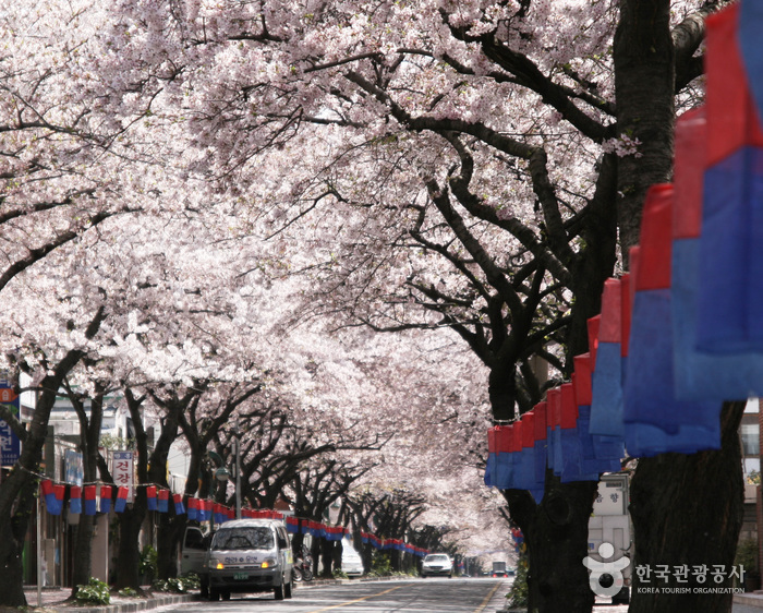 제주왕벚꽃축제.jpeg b5ef264e8bc5434a7dd9349cf849f9e5.jpeg