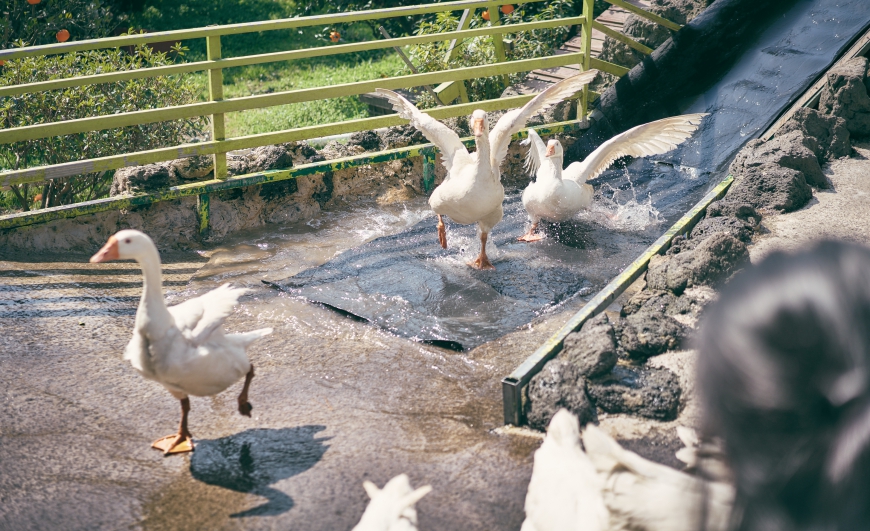 수정03_10 휴애리 편집 63.jpg ce4a11dcd1e07556a00014430ff74ba5.jpg